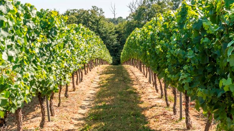 Deux rangées de vignes d'un viticulteur fournissant Vivadour